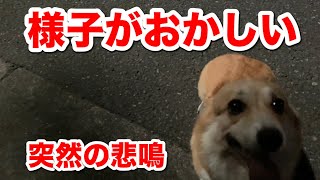 コーギー 散歩中 突然悲鳴を上げ震える犬を動物病院へ A Dog That Suddenly Screams During A Walk To A Veterinary Clinic Youtube コーギー 散歩中 突然悲鳴を上げ震える犬を動物病院へ A Dog That Suddenly Screams During A Walk To A Veterinary Clinic Youtube