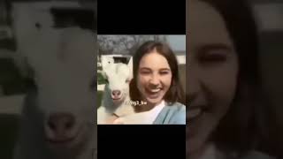 😂😂🤣🤣 #funny #funnyvideos #short #shorts #dk #video #viral #tiktok #trending #trendingshorts #foryou