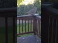 Great Horned Owl/Squirrel Encounter