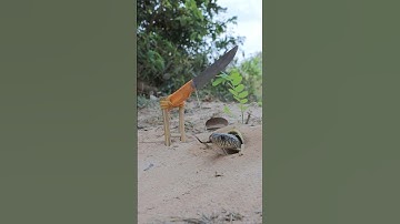 Simple DIY big snake trap using Knife#creativesnaketrap