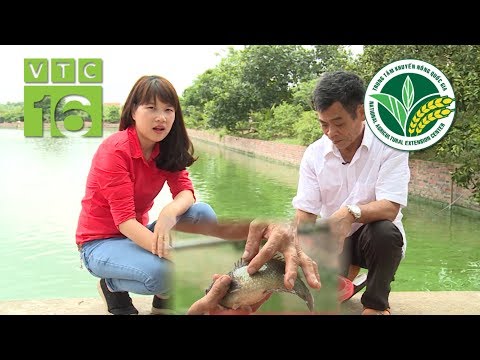 Video Nuôi cá rô đầu vuông: Bỏ vốn 500 triệu thu về 1 tỷ |... - youtube