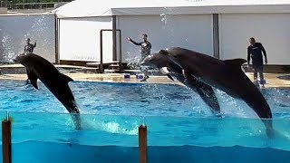 Дельфины в Испании. Дельфины шоу. Представление с дельфинами в Акваполис(Таррагона).