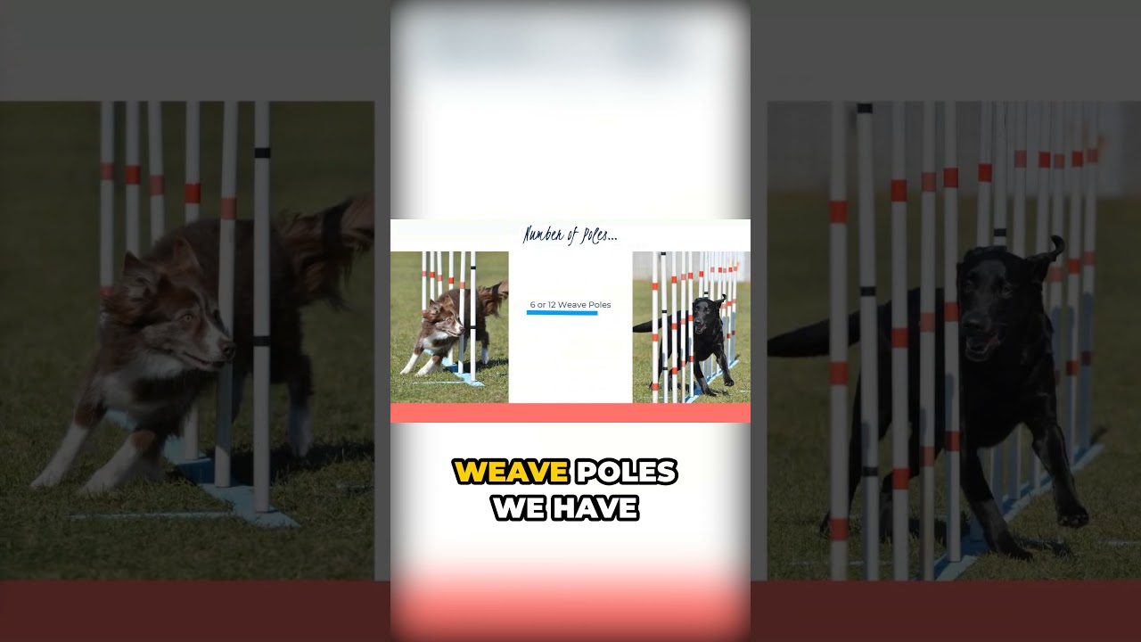 Learn the Basics of Weave Poles  | Weave Pole Training | Dog Agility 