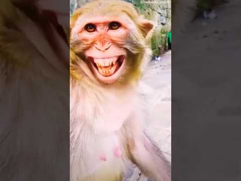 monkey sound# monkey#animals