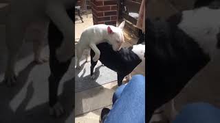 Bitch fuck dog! #sex #bull terrier