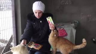 Подарки собаке на Новый год! Подарки собаке на Новый год!