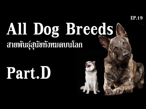 All Dog Breeds รวมสายพันธุ์สุนัขทั้งหมดบนโลก !! Part.D