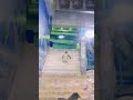 Do you know how penguins go down the stairs? #cute #penguin #funny #animals
