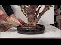 Trasplantando una vieja crassula a cuchillo cultivada como bonsái
