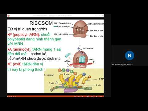 Video: Mã codon cho tryptophan là gì?