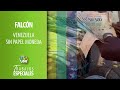 Especial Falcón - Venezuela sin papel moneda - VPItv