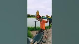 Burung Macaw lepas Balik lagi