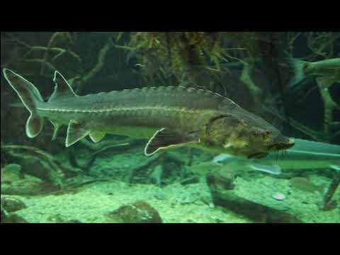 Video: Jak Ryby Dýchají