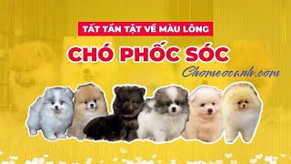 Tất tần tật về màu lông chó Phốc Sóc - Chomeocanh.com