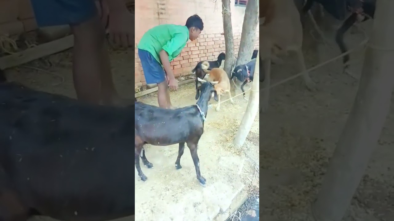 Dog Goat love each other 