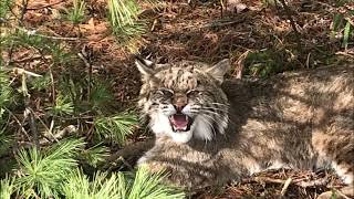 TRAPPING FEVER 2019 2020  eps  10