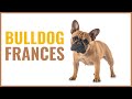 BULLDOG FRANCES: Todo lo que necesitas saber sobre ellos