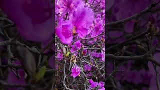 Майские теплые денечки! #beautiful #май #красота #flowers #happy #настроение #follow #life #nature