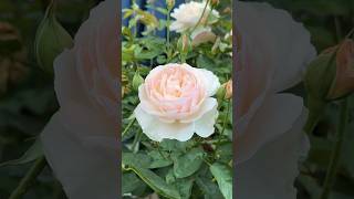 Pink Rose, Moonlight in Paris Rose #rose #roselove #pinkroses
