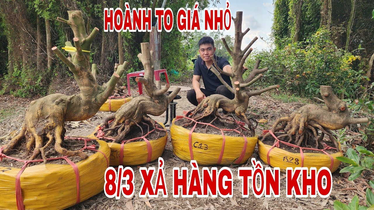 8/3_xả hàng tồn kho hoành to GIÁ nhỏ 0907813169