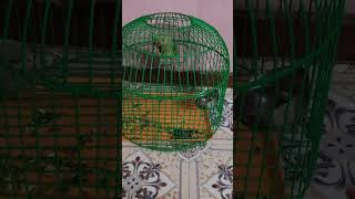 Mithu ki koray 💞💞💞🦜🦜💞💞💞🌿🌿🌿🦜🦜😁😁😁