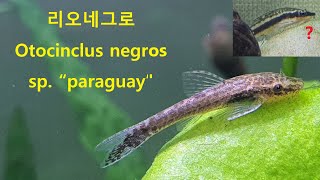 청소능력이 뛰어나다! 리오네그로 오토싱 소개