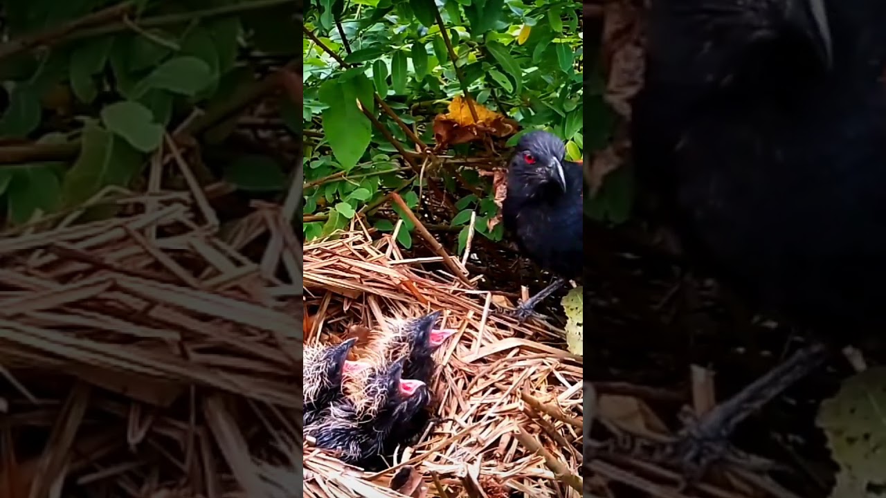 Greater coucal birds brought their droppings outside to eat 2