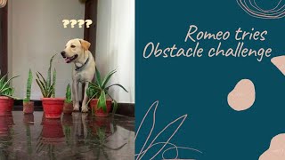 My dog tries the obstacle course challenge|Romeo the Labrador|