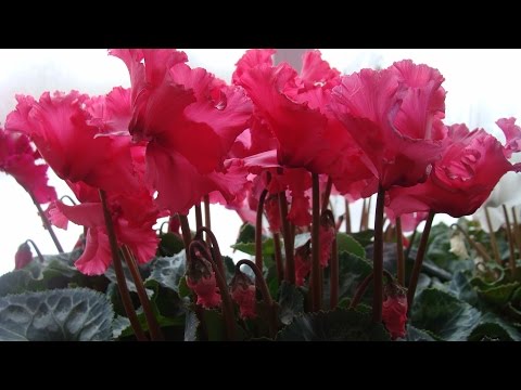 Video: Cyclamen Purple