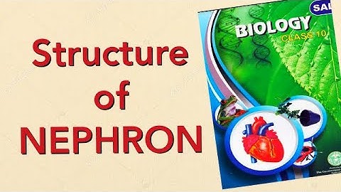 Nephron Structure || SCERT X biology telangana and AP