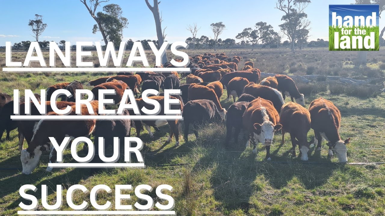 Laneways Increase Your Succes