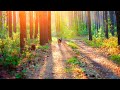 Morning Forest Relaxing Music - Nature Sounds, Bird Sounds, Forest Music, Stress Relief, Meditation