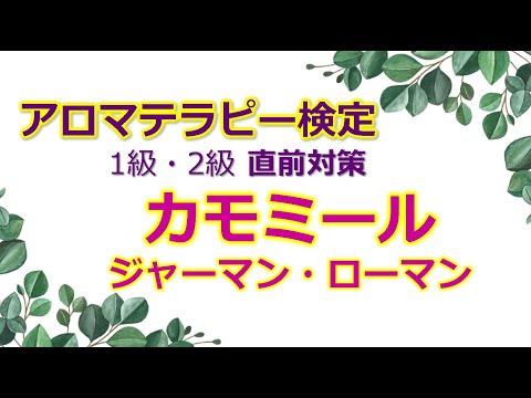 カモミール 精油の解説【1級範囲】