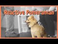 Reactive Pomeranian stopped in seconds