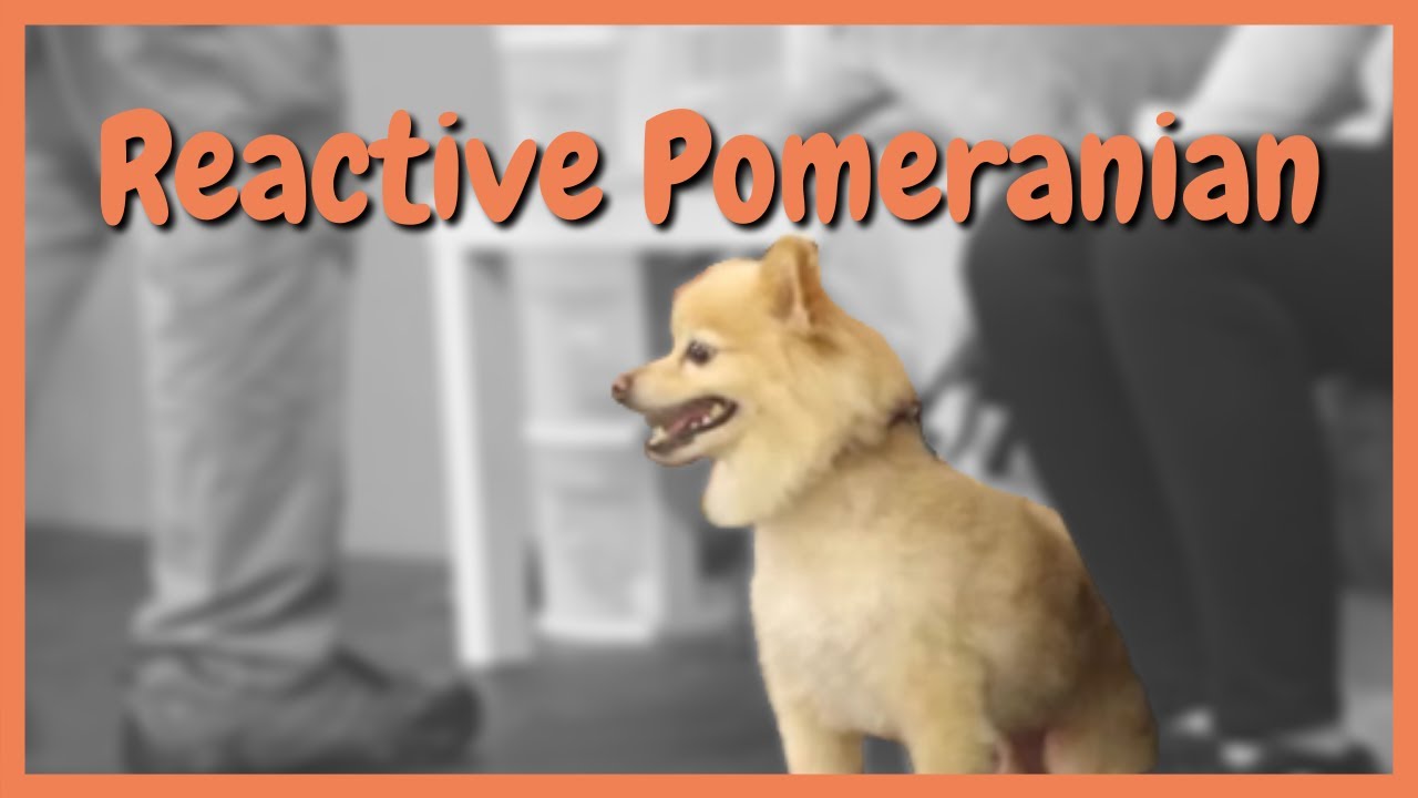 Reactive Pomeranian stopped in seconds