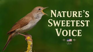 Download Lagu The Voice of Peace: Let the Nightingale Calm Your Mind and Soul #nightingale #birdchirping #birds MP3 Download Lagu The Voice of Peace: Let the Nightingale Calm Your Mind and Soul #nightingale #birdchirping #birds MP3