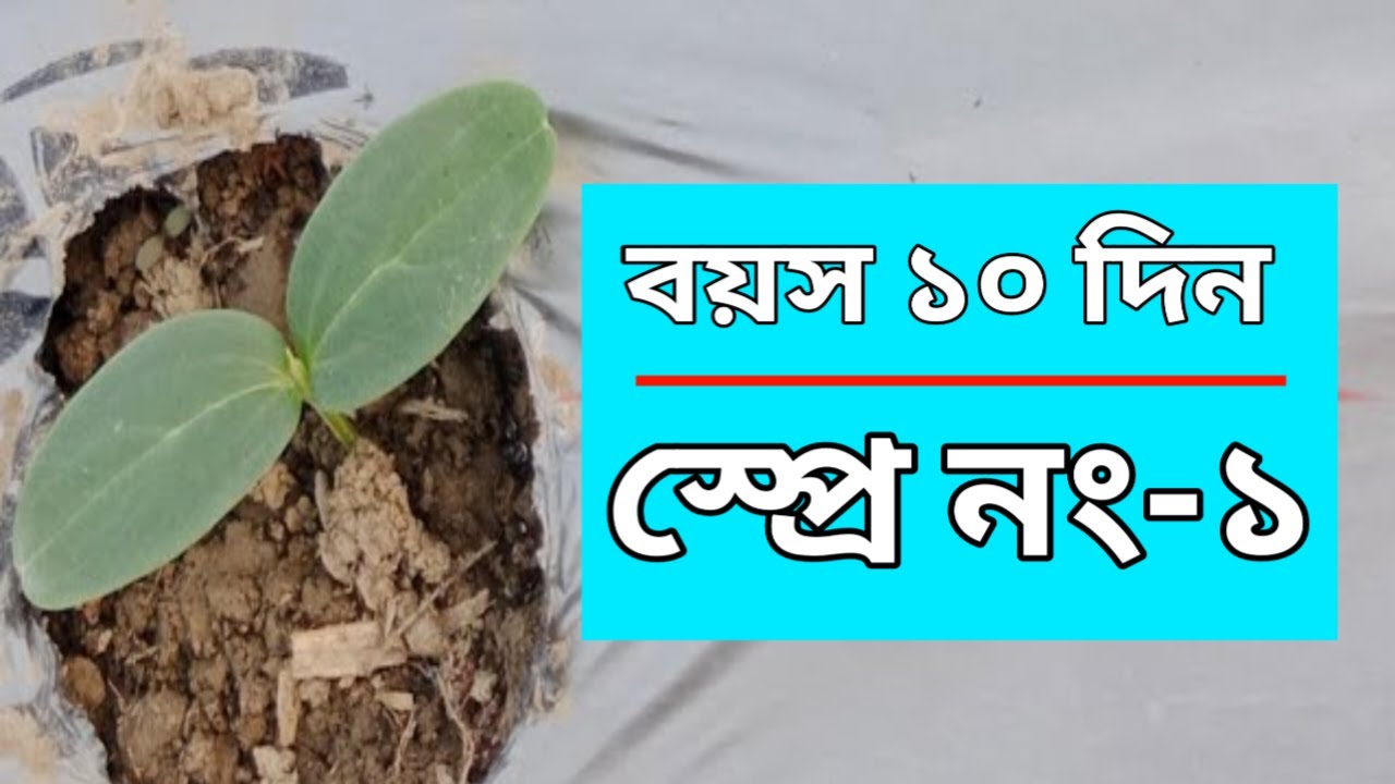 শসা গাছের প্রথম স্প্রে।বীজ বপন থেকে গাছের বয়স ১০/১১ দিন কি কি ছত্রাকনাশক এবং কীটনাশক ব্যাবহার করবেন
