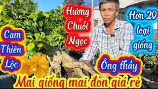 23/5/3026☎️0336.228.411👉A.Mến 🌲mai vàng giá rẻ có rấtnhiều giống-HƯƠNG CHUỖI NGỌC THIÊN LỘC ONG THẦY