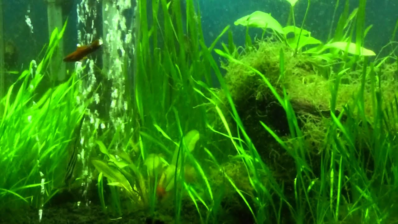 underwater garden YouTube