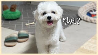 겨울을 준비하는 솜뭉탱이