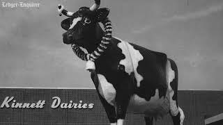 Looking Back: Check out these photos of Kadie the Cow "back in the day"