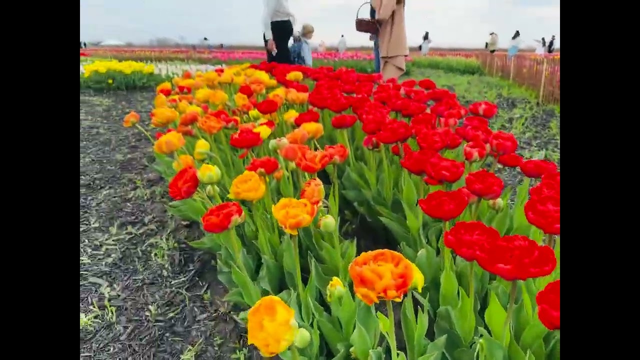 টিউলিপ গার্ডেন কত সুন্দর দেখুন | Canadian Blog | Traveler Rashel