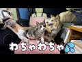 【女ひとりと4匹】子猫を連れて初めて車中泊の旅に出かけたらこうなりました。