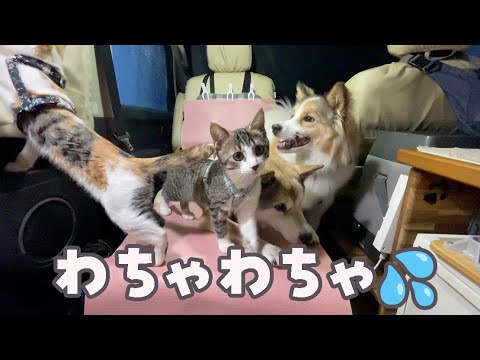 【女ひとりと4匹】子猫を連れて初めて車中泊の旅に出かけたらこうなりました。