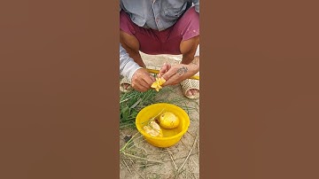 Cách móc trái bình bát câu cá tra sông #fishing #cauca