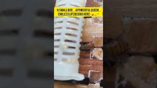 “Queen bee energy — just like Amma.”#shorts #honey #bee #shortvideo #viral #trending #beekeeping
