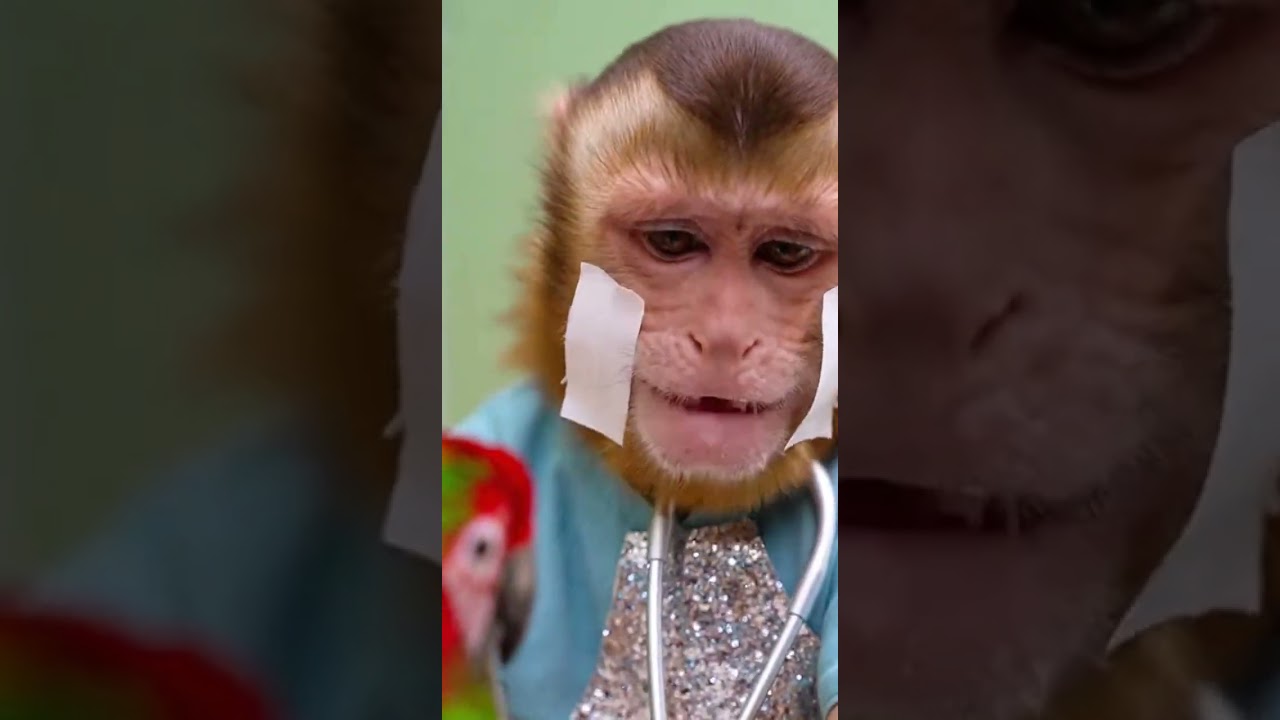 When your dermatologist is a monkey! 🐒✨ 