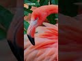 American Flamingo 🦩🌴 | Beautiful Pink Bird in Nature | Discover Kids World