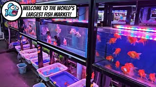 Bangkok Chatuchak Fish Market | World’s Largest Aquarium Fish Market