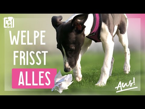 Video: Wie man einen Welpen davon abhält, das Fell des anderen Hundes zu fressen